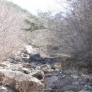 지리산산수유 이미지