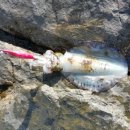 부산오징어 이미지