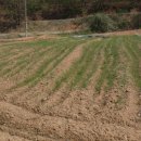 오창농장 이미지