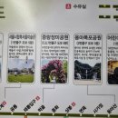 장미어린이공원 | 중랑장미공원 장미축제 솔직후기