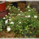 황혼농장 이미지