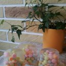 동그리솝 이미지