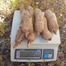 가지산천마영농조합 이미지