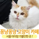 꽁냥꽁냥캣 이미지
