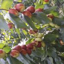 절골농장 이미지