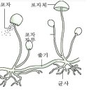 병해(곰팡이에 대하여) 이미지