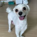행복한또미네