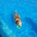 김포 보스독 이미지