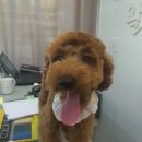 왈왈애견미용샵 이미지