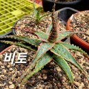 비토 - 천안시 동남구 청수로 87 | 비토
