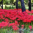 禪雲寺의 석산(꽃무릇, 분홍상사화)을 수목원에서 보며, 이미지