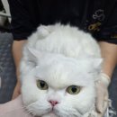 야옹아 놀자 이미지