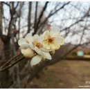 매화민박 이미지