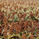 수수국수 이미지