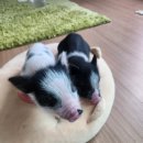 피그월드 이미지