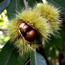 군밤이네 이미지