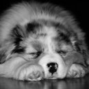 건강한 강아지 이미지