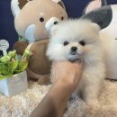 마이도그샵 이미지