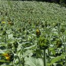 홍성현대주유소 이미지