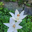 김가네왕짜장 이미지