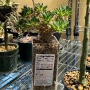 하누농장 | [답십리역/괴근 식물, caudex, 선인장 ] 플랜트오하누서울 방문기