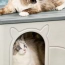 도그인 그레이 이미지