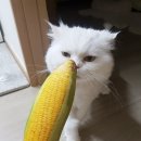 신나는재봉틀 이미지