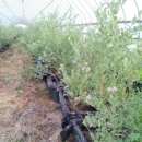 벧엘농장2 이미지