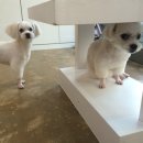 왈왈애견 이미지