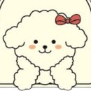 지니퍼피 의정부강아지분양 애견샵 이미지