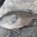 중앙낚시 이미지