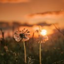 나도코리아 이미지