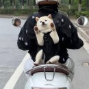 [교환학생] 네덜란드에서 살아남기 2탄