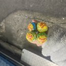 세븐일레븐울산일산번덕점 이미지