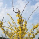 동백꽃공인중개사사무소 | 개나리꽃,동백꽃,앵두 꽃,명자꽃 꽃잔치