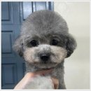 [국비_내일배움카드] 11/18 애견(반려견) 일상복 제작 | 강아지미용학원 4월 국비지원반으로 신청완료