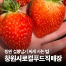 선재축산 | 싱싱한 설향 딸기 싸게 사기! 창원시 로컬푸드직매장 내돈내산 후기