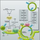 Re: Re: Autophagy: Renovation of Cells and Tissues - cell 리뷰논문 이미지