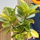 부흥고무