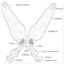 단생류 흡충 Eudiplozoon nipponicum 이미지