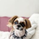 투니애견미용실 이미지