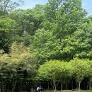 개구쟁이 애견 이미지