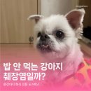 저단26 | 강아지 췌장염, 4개월 후 정상수치된 이유