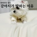 오늘도 뽀송하개 이미지