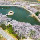 동백꽃수선화축제 네이버블로그