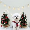 뽀프퍼피 이미지