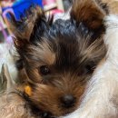 동천 동물병원 이미지