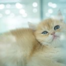 도로시 펫 이미지