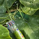 위경화농장 이미지