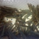 삼성호낚시슈퍼 이미지